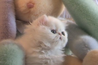 Persian Kittens , 6 Cute Mini Persian Cats In Cat Category