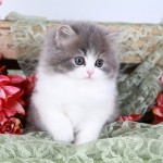 persian kittens , 8 Cool Teacup Persian Cat Price In Cat Category