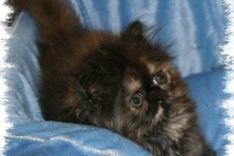 Persian Kittens , 8 Lovely Persian Cat Breeders In Cat Category
