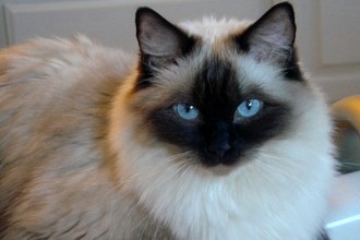 Persian Ragdoll Cat , 8 Charming Persian Cat Facts In Cat Category