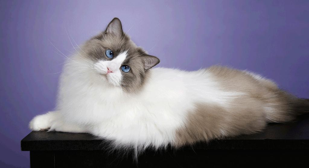Persian Ragdoll Cat : 8 Charming Persian Cat Facts | Biological Science ...