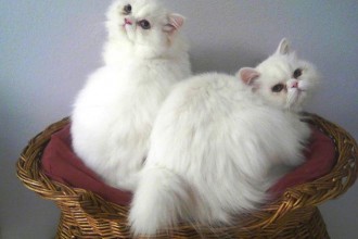 Persian Rescue Gorgeous White Cats , 8 Fabulous Persian Cat Rescue Seattle In Cat Category