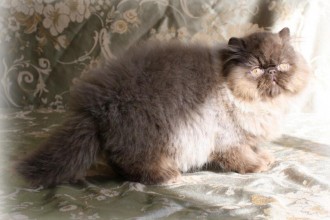 Persian , 8 Lovely Persian Cat Breeders In Cat Category