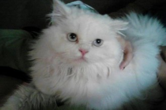 Persian , 9 Lovely Persian Cats For Sale In Indiana In Cat Category
