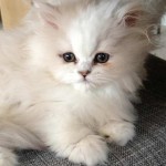 persians cats for sale , 9 Charming Chinchilla Persian Cat In Cat Category