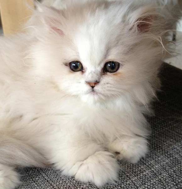 Cat , 9 Charming Chinchilla Persian Cat : Persians Cats For Sale