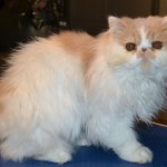 petsmart grooming , 9 Good Grooming Persian Cats In Cat Category