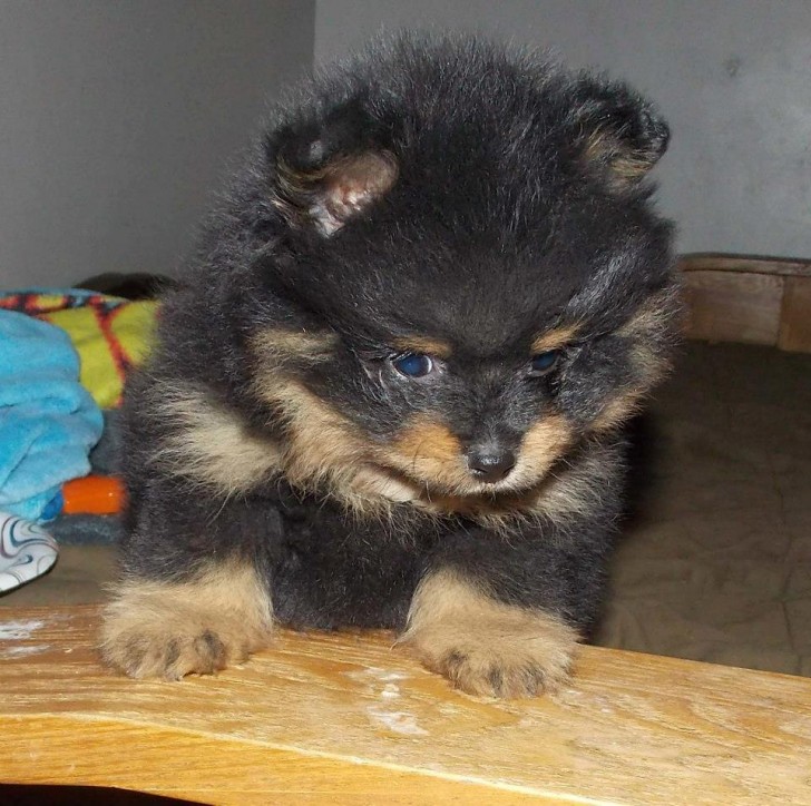 Dog , 8 Charming Pomskies Puppies For Sale : Pomskie Puppies For Sale