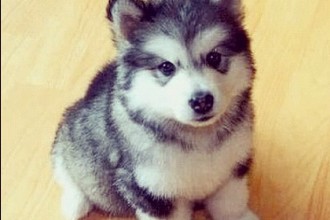 Pomsky , 8 Charming Pomskies Puppies For Sale In Dog Category