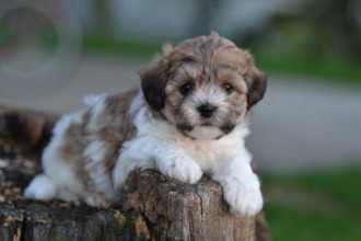 Puppies For Sale , 8 Cute Shichon Puppies For Sale In Nj In Dog Category
