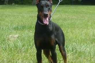 Puppies For Sale , 7 Cool Kimbertal Doberman Puppies In Dog Category