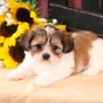 puppies , 8 Cute Shichon Puppies For Sale In Nj In Dog Category