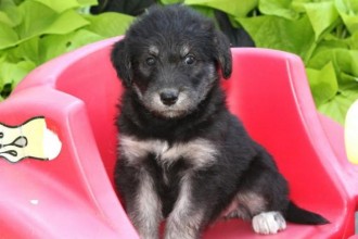 Puppy Siberdoodle , 7 Cute Peekapoo Puppies For Sale In Pa In Dog Category