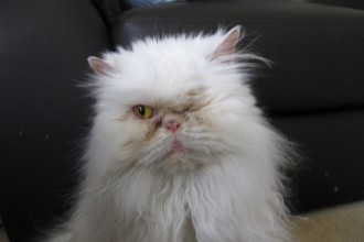 Ragdoll Kittens , 9 Lovely Persian Cat Eye Problems In Cat Category