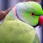ringneck , 7 Wonderful African Ringneck Parrot In Birds Category