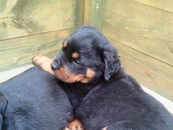 Dog , 6 Cool Rockwilder Puppies For Sale : Rottweiler Puppies For Sale