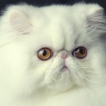 san diego cat fanciers , 9 Cute Persian Cat San Diego In Cat Category