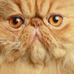 san diego cat fanciers , 8 Charming Persian Cats San Diego In Cat Category