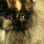 san diego cat , 8 Charming Persian Cats San Diego In Cat Category