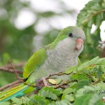 senegal parrot , 7 Beautiful Monk Parrots In Birds Category