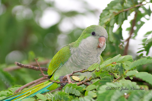 Birds , 7 Beautiful Monk Parrots : Senegal Parrot