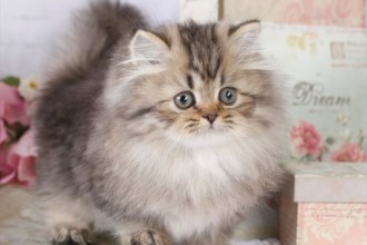 Shaded Golden Teacup Rug Hugger Persian , 7 Cute Teacup Persian Cat For Sale In Cat Category