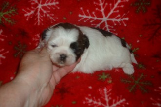 Shih Tzu Puppies , 7 Cool Maltese Puppies For Sale In Augusta Ga In Dog Category