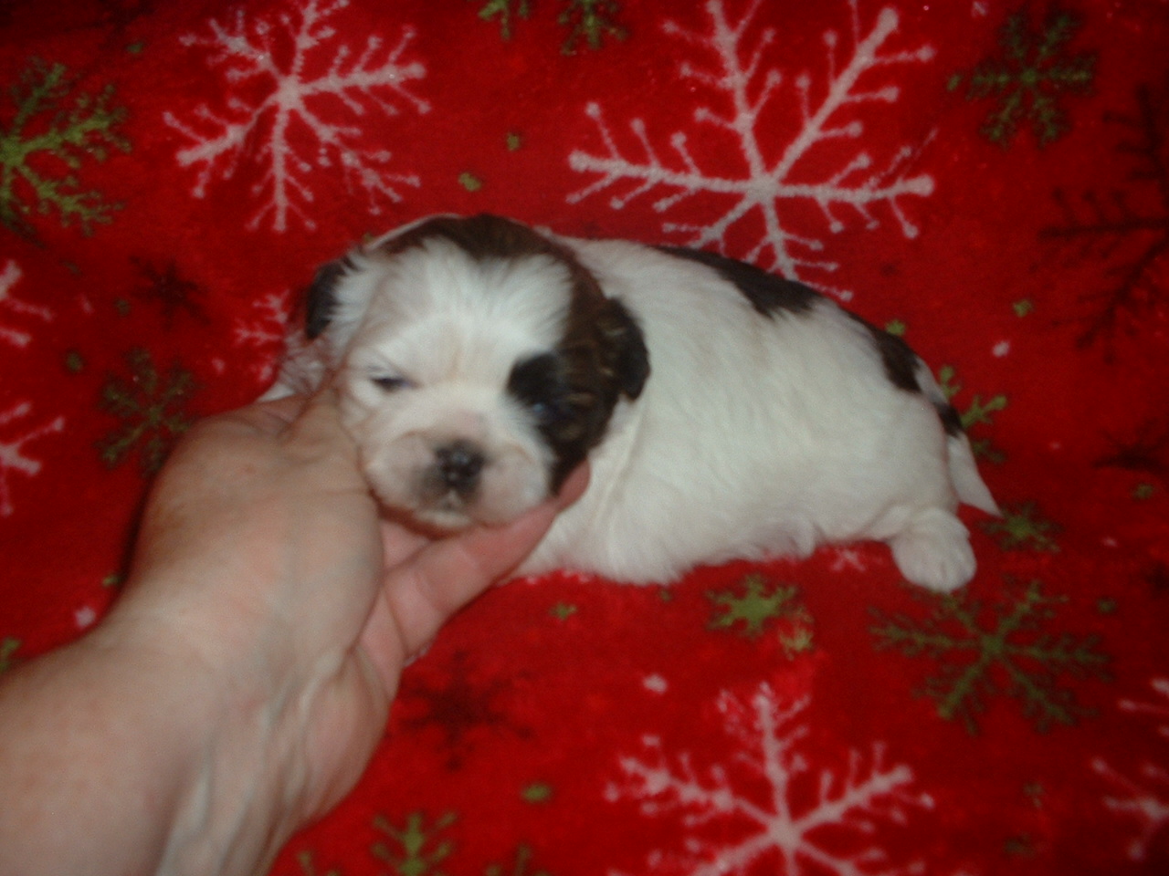 shih tzu puppies Biological Science Picture Directory