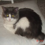 siamese cats , 9 Charming Persian Cat Rescue San Diego In Cat Category