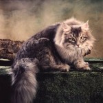 siberian cat , 5 Nice Persian Cat Hypoallergenic In Cat Category
