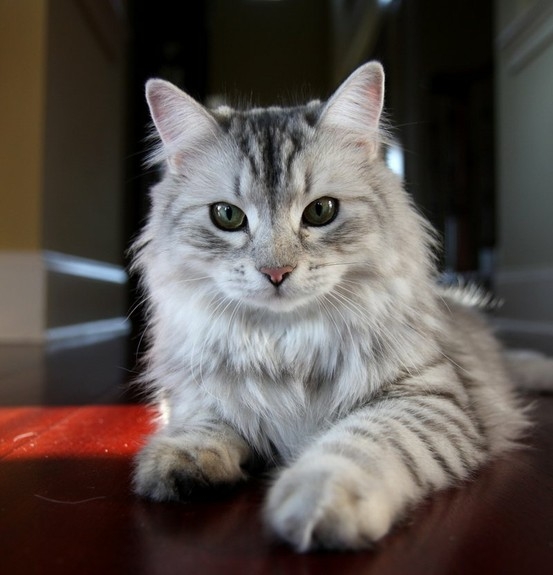 Cat , 5 Nice Persian Cat Hypoallergenic : Siberian Cat Hypoallergenic