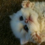 similarfind miami persian , 5 Charming Persian Cats For Sale In Miami In Cat Category