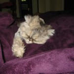 stuffy nose on my persian , 9 Fabulous Persian Cats And Allergies In Cat Category