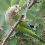 talking parrot , 7 Nice Quaker Parrots In Birds Category