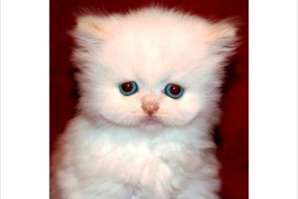 Teacup Persian , 8 Cool Tea Cup Persian Cats In Cat Category