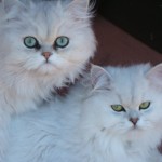 teacup persian cats for sale , 9 Charming Chinchilla Persian Cat In Cat Category