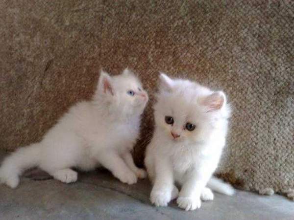 teacup persian kittens