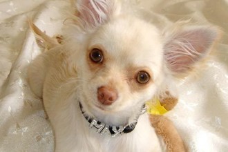 The Chihuahua Pictures , 8 Cute Chiuaua Puppies For Sale In Pa In Dog Category