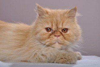 The Persian Cat , 8 Good Persian Cat Health Problems In Cat Category