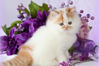 White Bicolor Persian Kittens , 8 Wonderful Toy Persian Cats In Cat Category