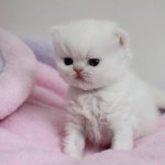 white Persian kittens , 8 Cool Adopt A Persian Cat In Cat Category