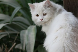 White Cat Picture , 8 Charming Different Types Of Persian Cats In Cat Category