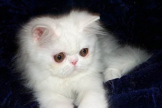 White Persian , 7 Cute Miniature Persian Cat In Cat Category