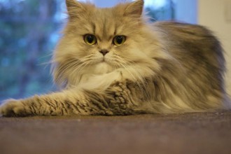 White Persian Cat , 9 Lovely Persian Cat Eye Problems In Cat Category