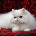 white persian cat , 8 Charming Persian Cat Facts In Cat Category