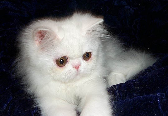Cat , 7 Cute Miniature Persian Cat : White Persian