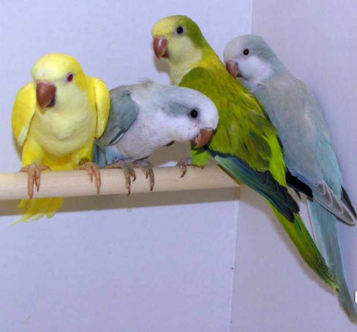 Birds , 7 Nice Quaker Parrots : Yellow Quaker Parrot