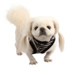 yuppie harness , 7 Cute Yuppy Puppy Harness In Dog Category