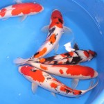 Baby Koi For Sale , 8 Charming Baby Koi Fish Sale In pisces Category