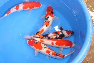 Baby Koi For Sale in Plants